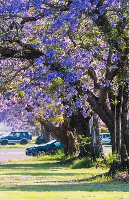 Northern Rivers, NSW